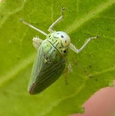 Graphocephala cythura