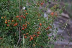 Lonicera microphylla