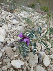 Vicia alpestris