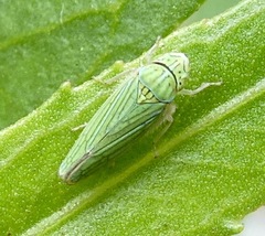 Graphocephala cythura