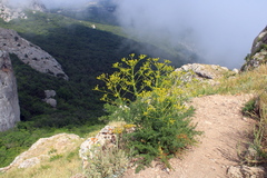 Ferulago galbanifera