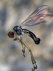 Oropezella sphenoptera