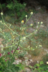 Crepis pannonica