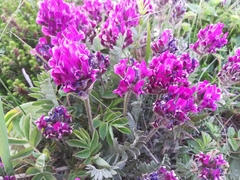 Oxytropis erecta