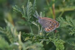 Coenonympha amaryllis