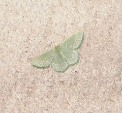 Phaiogramma etruscaria