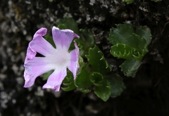 Primula minima