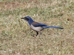 Aphelocoma insularis