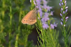 Coenonympha amaryllis
