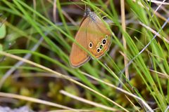 Coenonympha oedippus
