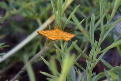 Idaea aureolaria