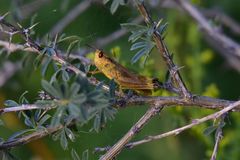 Chorthippus hammarstroemi