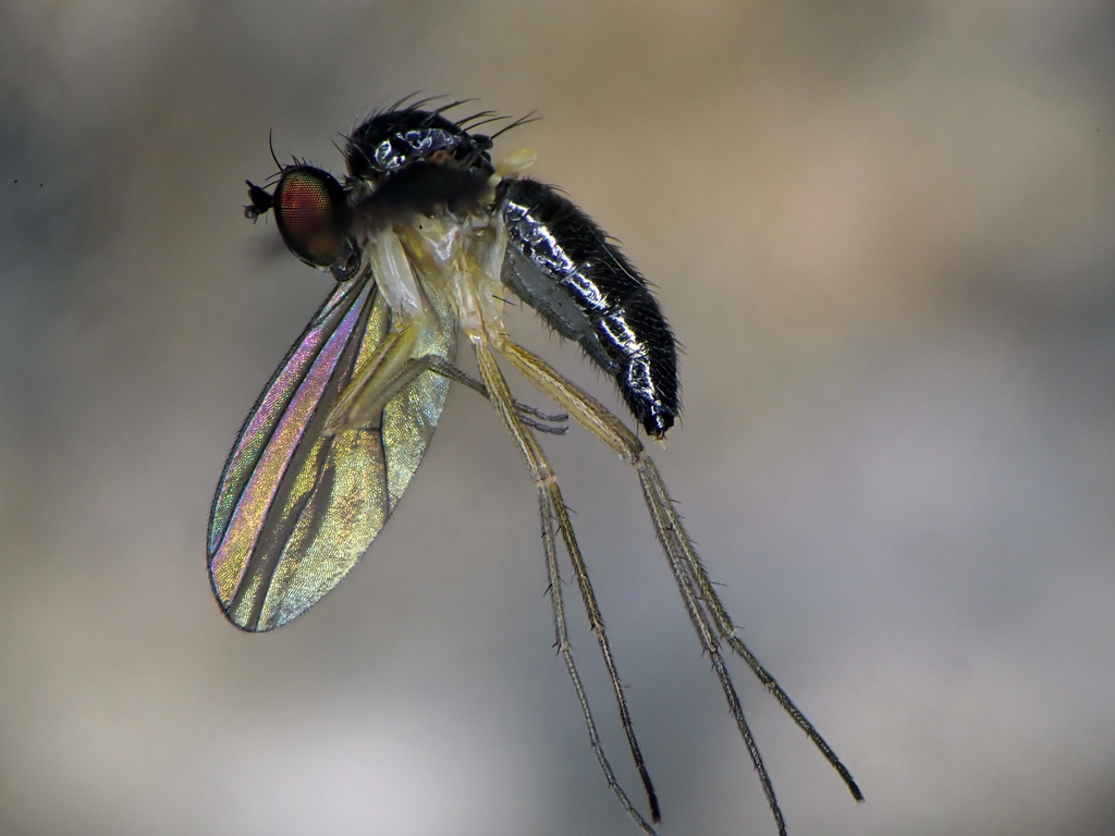 Anepsiomyia