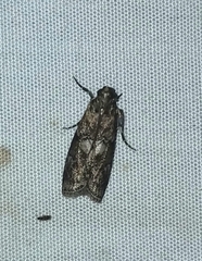 Sciota subcaesiella