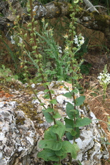 Verbascum spectabile