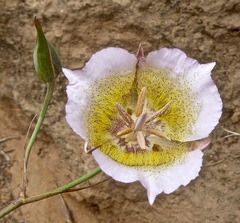 Calochortus plummerae