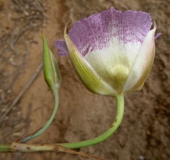 Calochortus plummerae