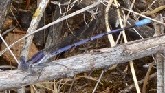 Argia hinei