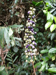 Bertiera bracteolata