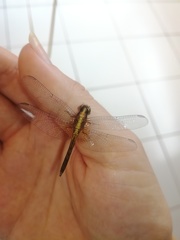 Erythrodiplax famula