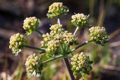 Lomatium macrocarpum