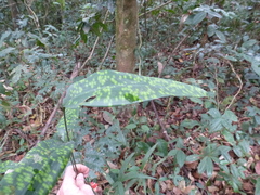 Dracaena phrynioides image