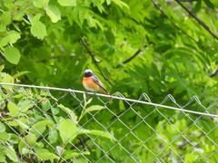 Phoenicurus phoenicurus