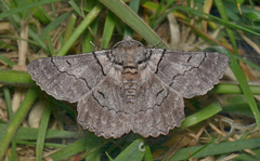 Hypobapta percomptaria