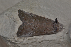 Hobartina amblyiodes