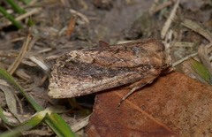 Dasygaster ligniplena