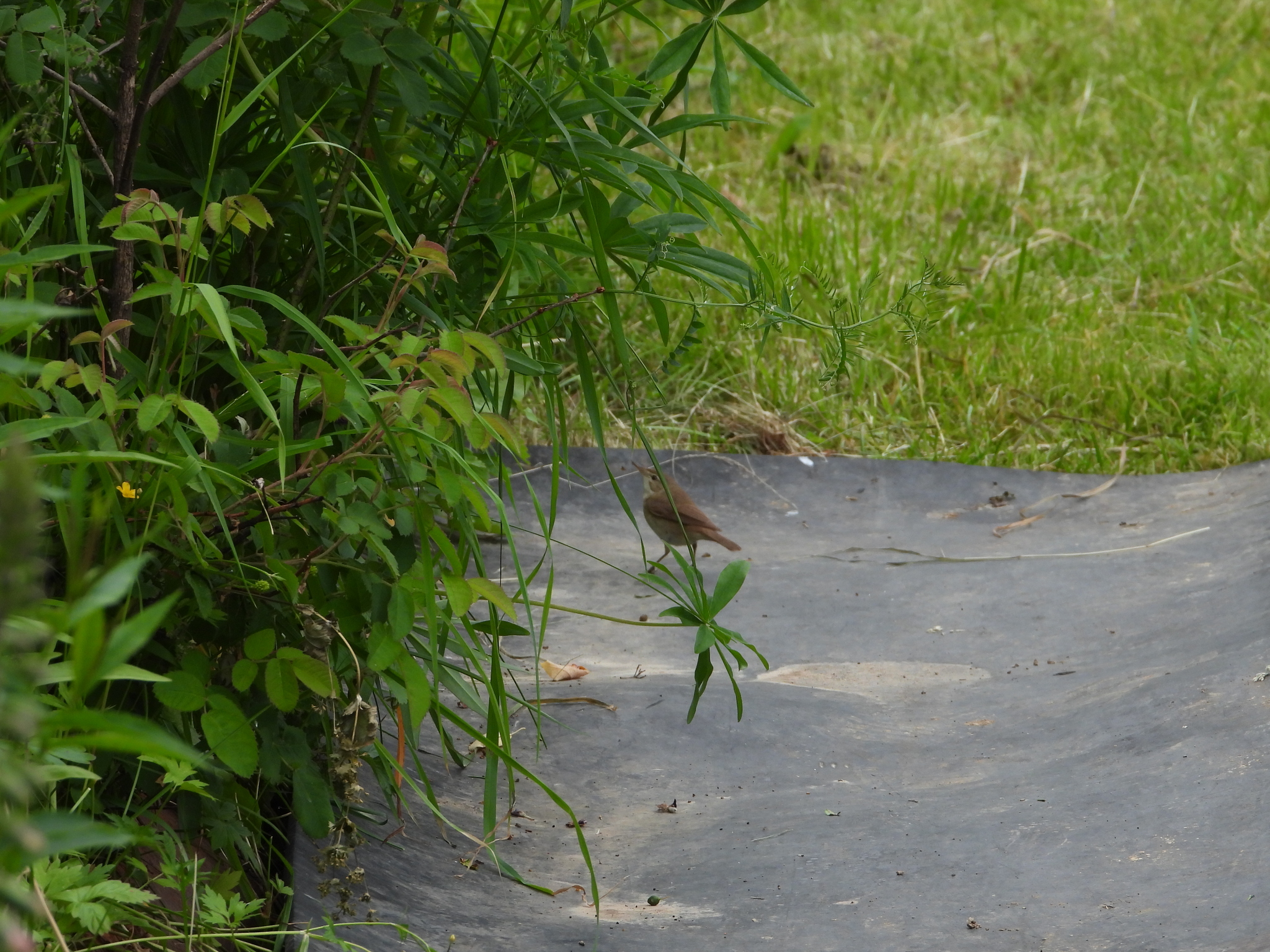 Blyth's Reed Warbler
