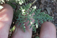 Lomatium macrocarpum