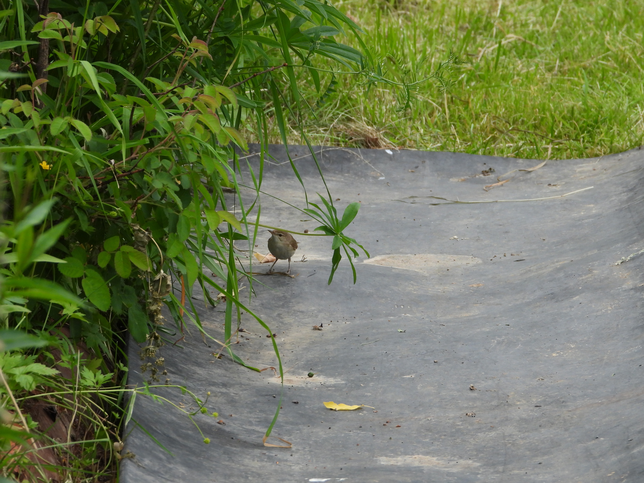 Blyth's Reed Warbler
