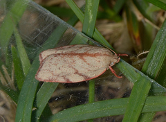 Euchaetis inceptella