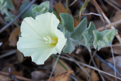 Calystegia malacophylla