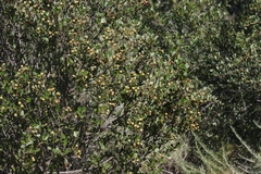 Ceanothus megacarpus insularis