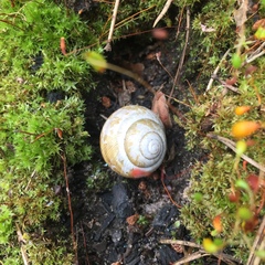 Caucasotachea vindobonensis