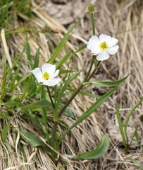 Ranunculus kuepferi