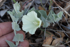 Calystegia malacophylla