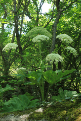 Heracleum stevenii