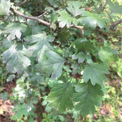 Crataegus monogyna