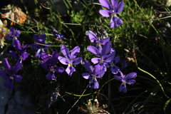 Viola dubyana