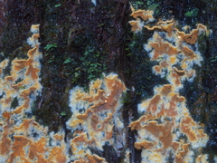 Gloeoporellus merulinus