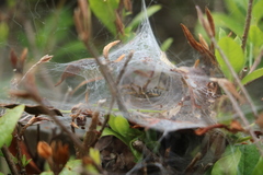 Agelena labyrinthica