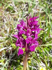 Dactylorhiza lapponica
