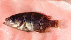 Ambloplites constellatus