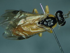 Athalia cordata
