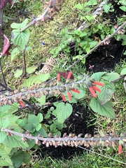 Salvia orthostachys