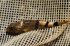 Cottus carolinae