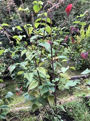 Salvia orthostachys